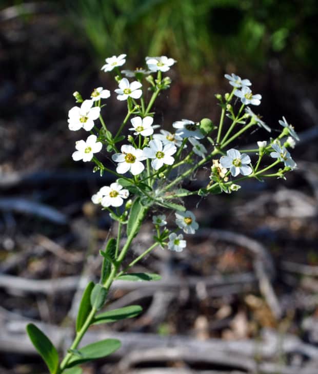 Flowering Spurge Euphorbia corollata