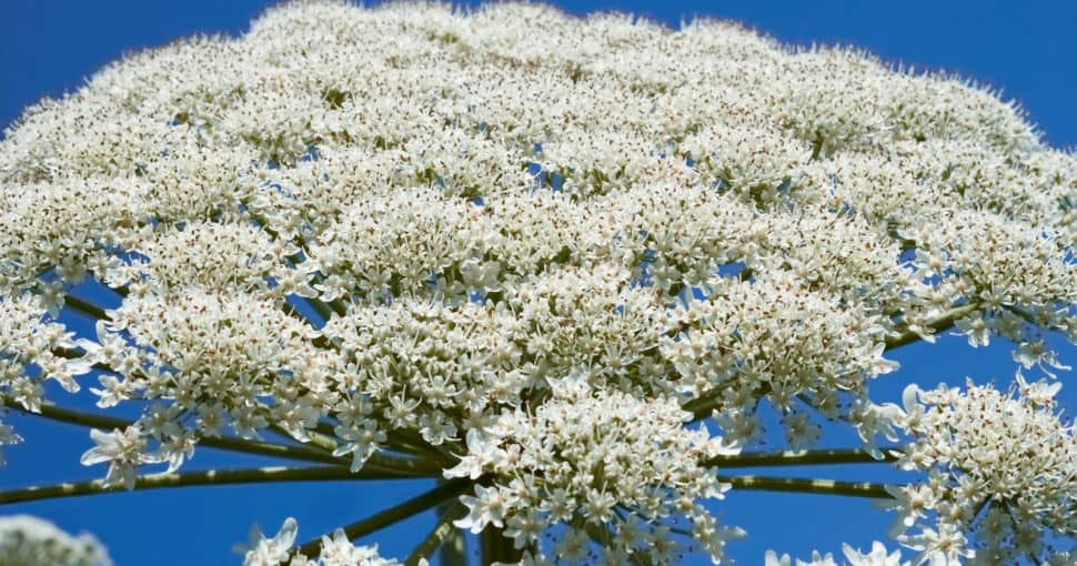 Giant hogweed