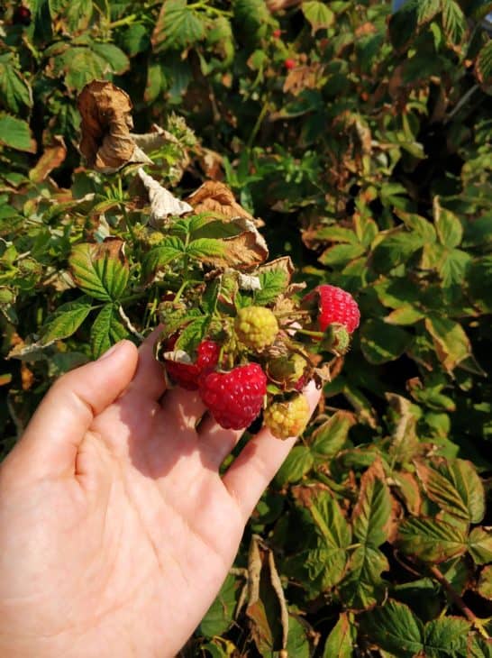 Harvesting Raspberries