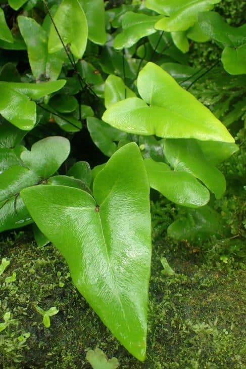 Hemionitis arifolia