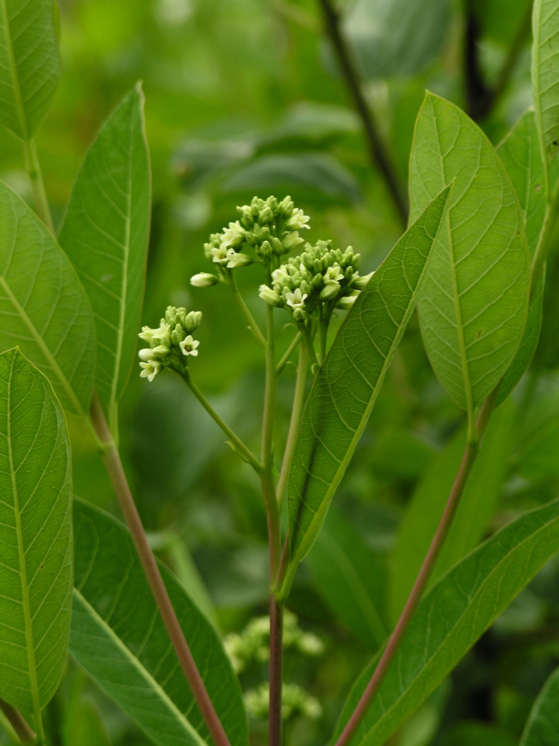 24 Poisonous Plants in California ProGardenTips