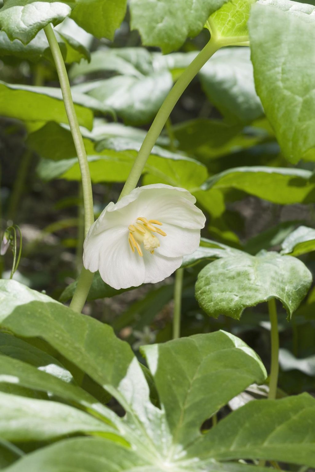 23 Poisonous Plants in Georgia - ProGardenTips