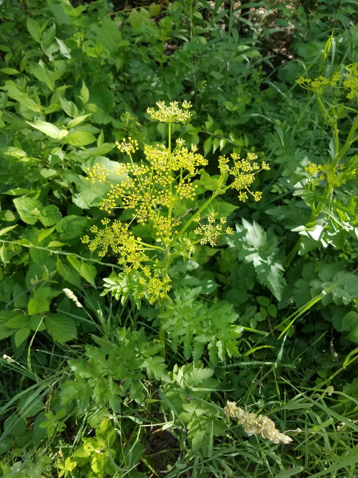 20 Poisonous Plants In Minnesota ProGardenTips