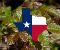 Poisonous Plants in Texas