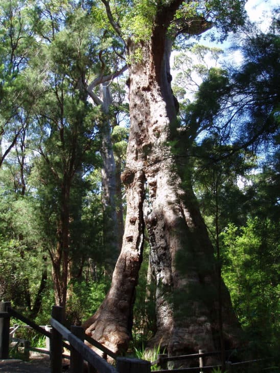 Red tingle tree Eucalyptus Jacksonii
