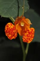 Spotted Touch me not Impatiens capensis