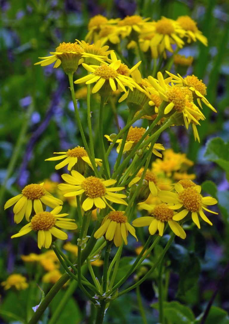 24 Poisonous Plants in California ProGardenTips