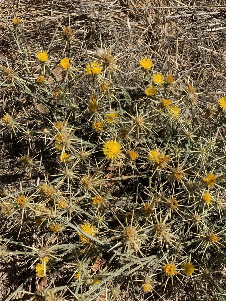 24 Poisonous Plants in California ProGardenTips