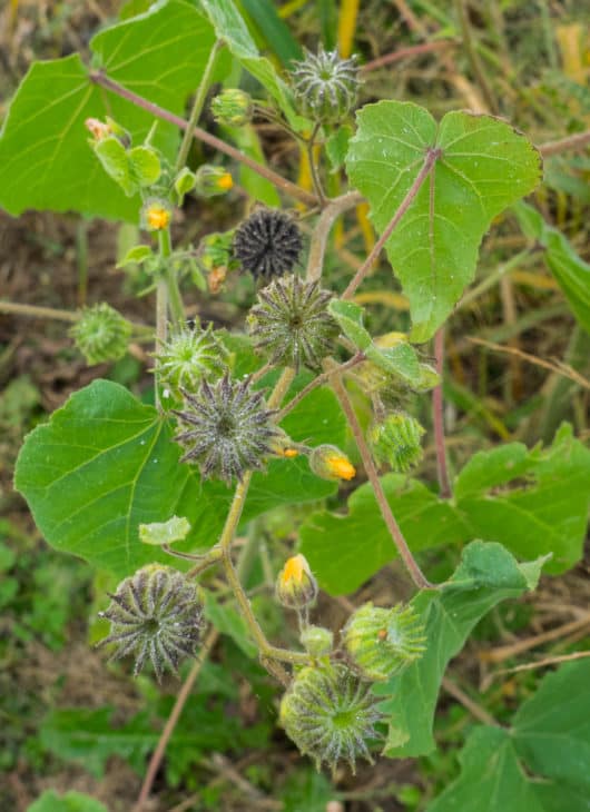 Abutilon theophrasti