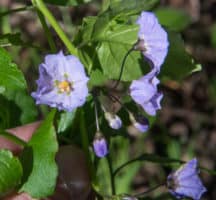 Bluewitch Nightshade Solanum umbelliferum