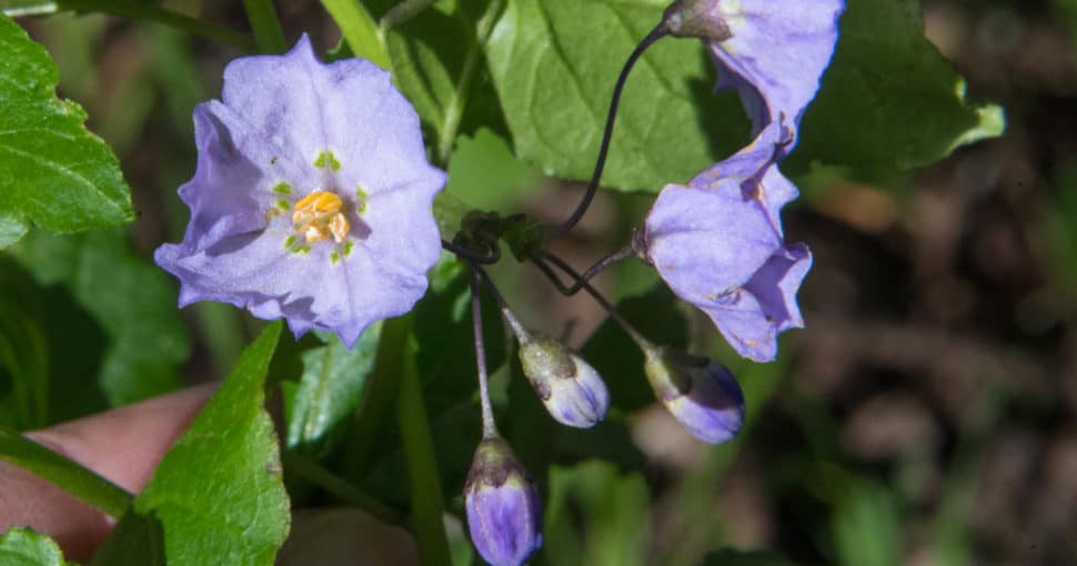 Bluewitch Nightshade Solanum umbelliferum
