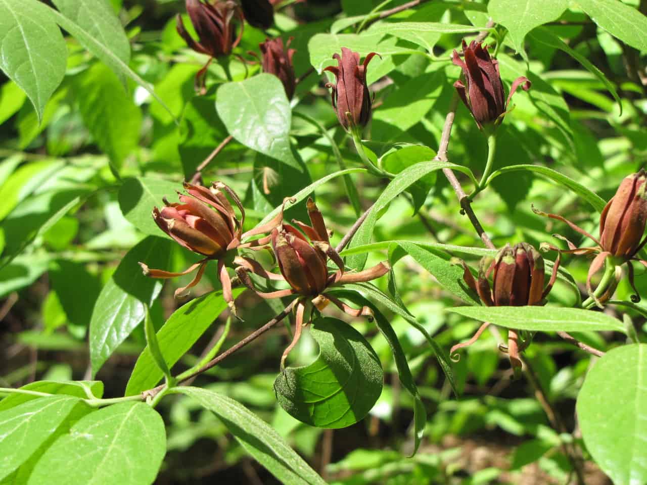 Liriodendron Tulipifera