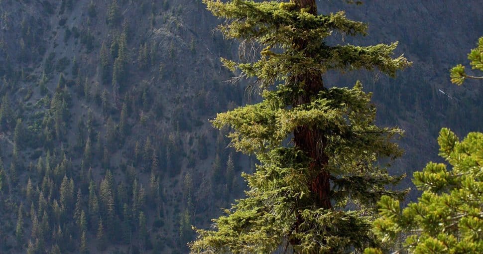 Coast Douglas fir