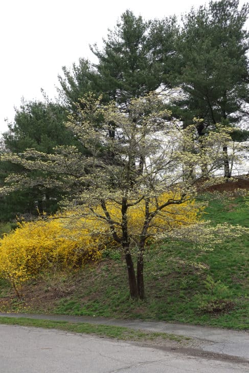 Cornus florida Flowering Dogwood