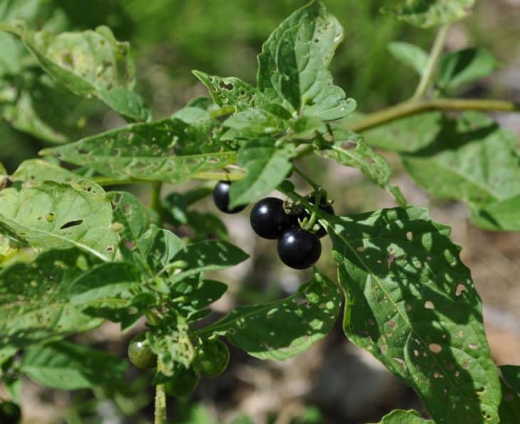 Eastern Black Nightshade Solanum Ptycanthum