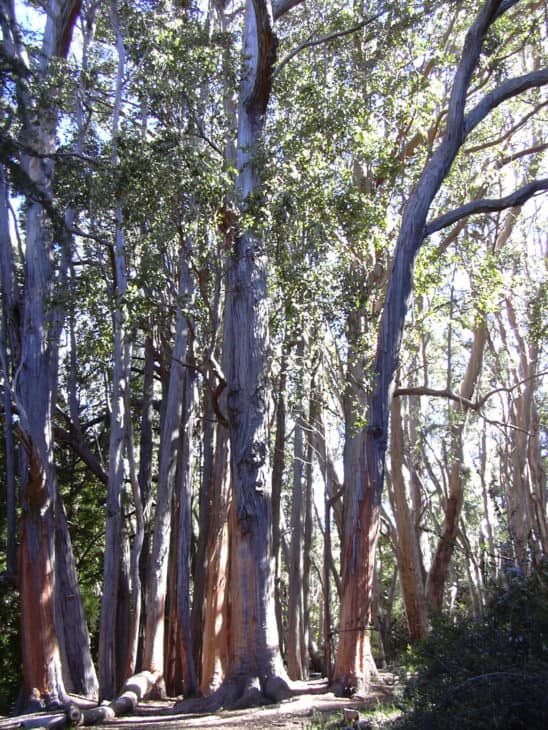 Eucalyptus obliqua Messmate stringybark