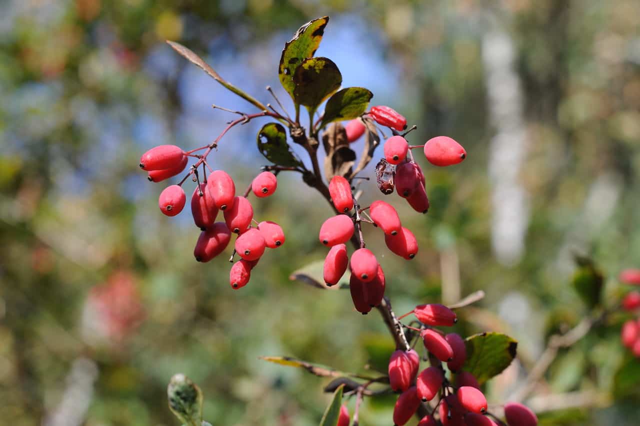 17 Poisonous Plants in New Hampshire ProGardenTips