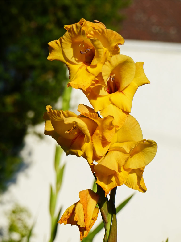 21 Poisonous Plants in Maryland ProGardenTips