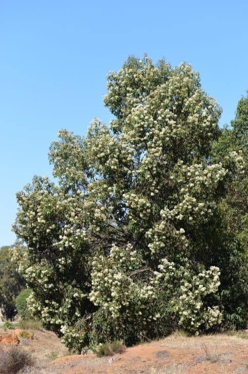 Marri Corymbia calophylla