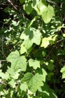 Common Moonseed (Menispermum canadense)