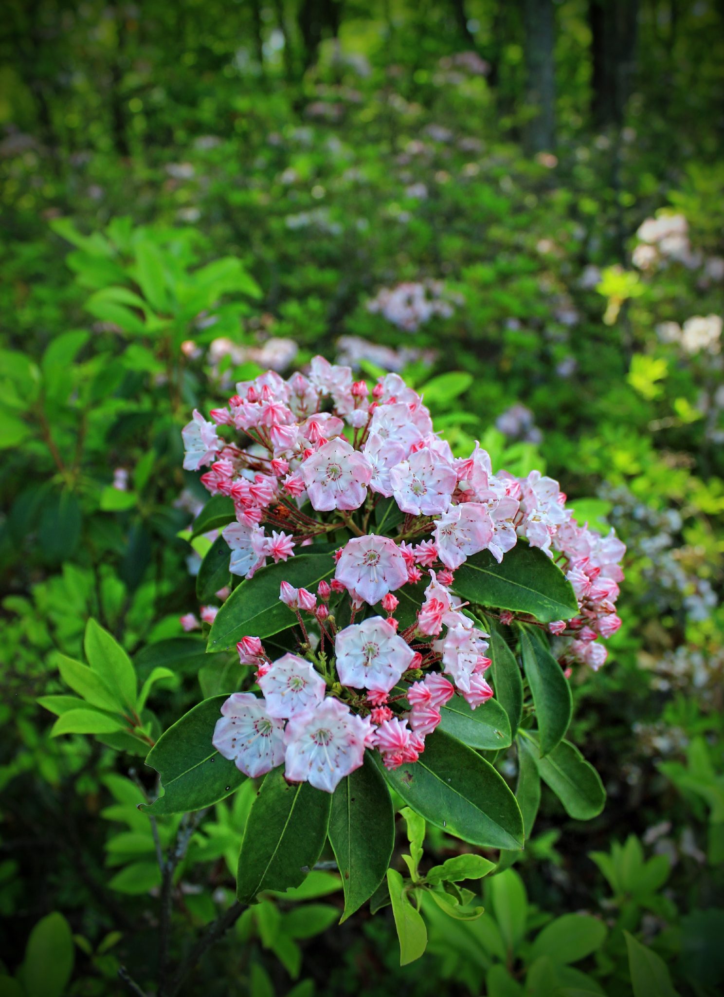 Mountain Laurel (Kalmia latifolia)