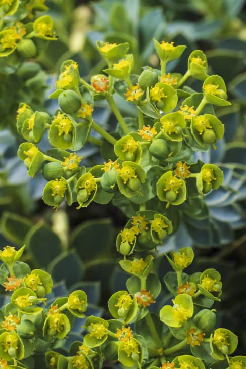Myrtle Spurge Euphorbia myrsinites