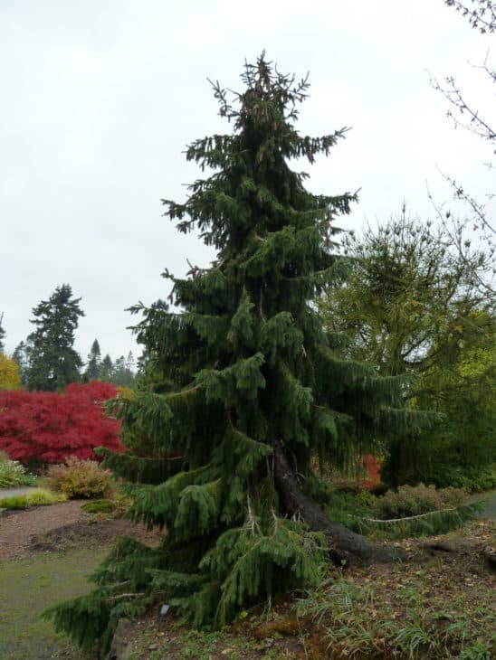 Picea breweriana Brewers Weeping Spruce