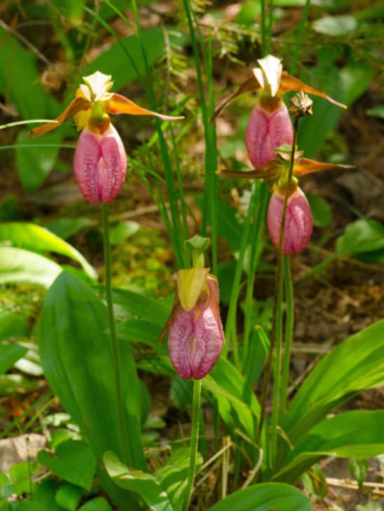 Pink Ladys Slipper Cypripedium acaule