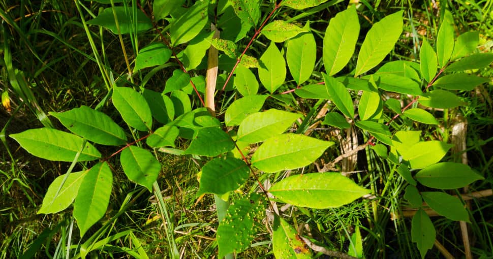 Poison Sumac Toxicodendron vernix