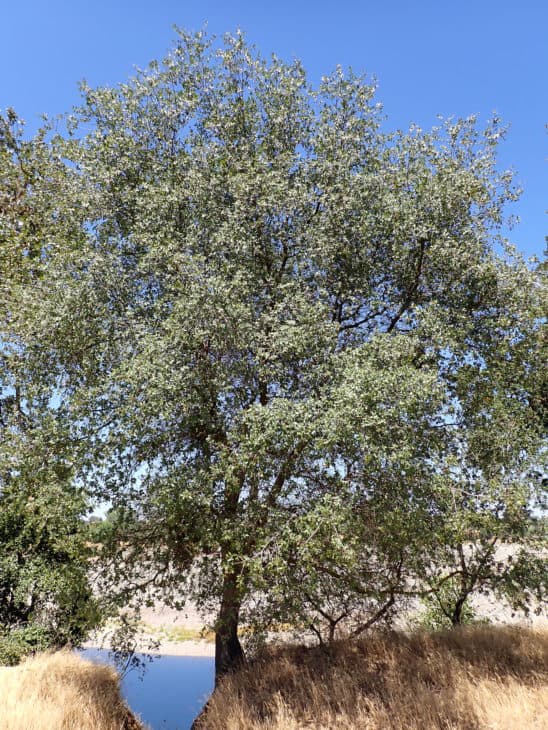 Quercus chrysolepis Canyon live oak