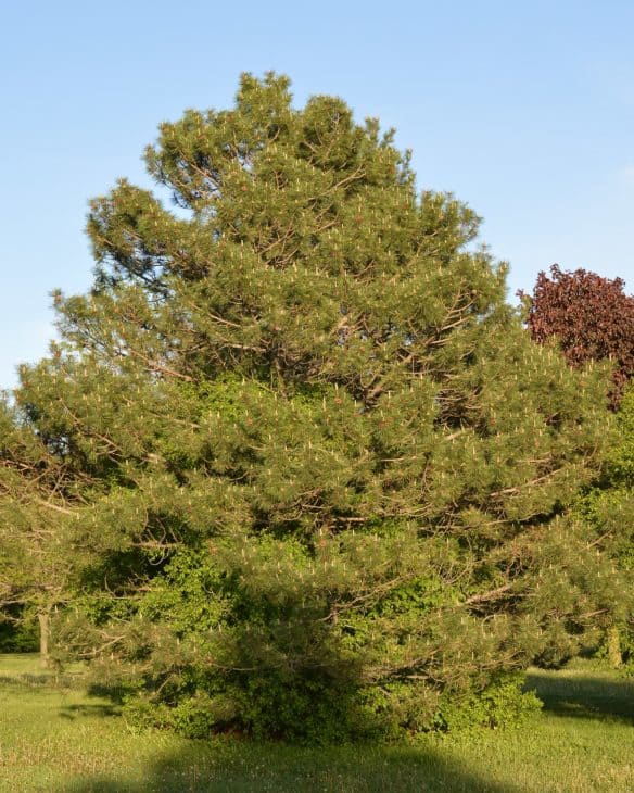 Red Pine Pinus resinosa