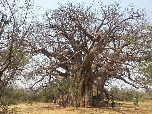 Sagole Baobab
