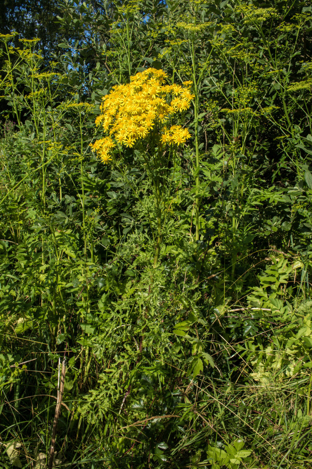 22 Poisonous Plants in Montana ProGardenTips