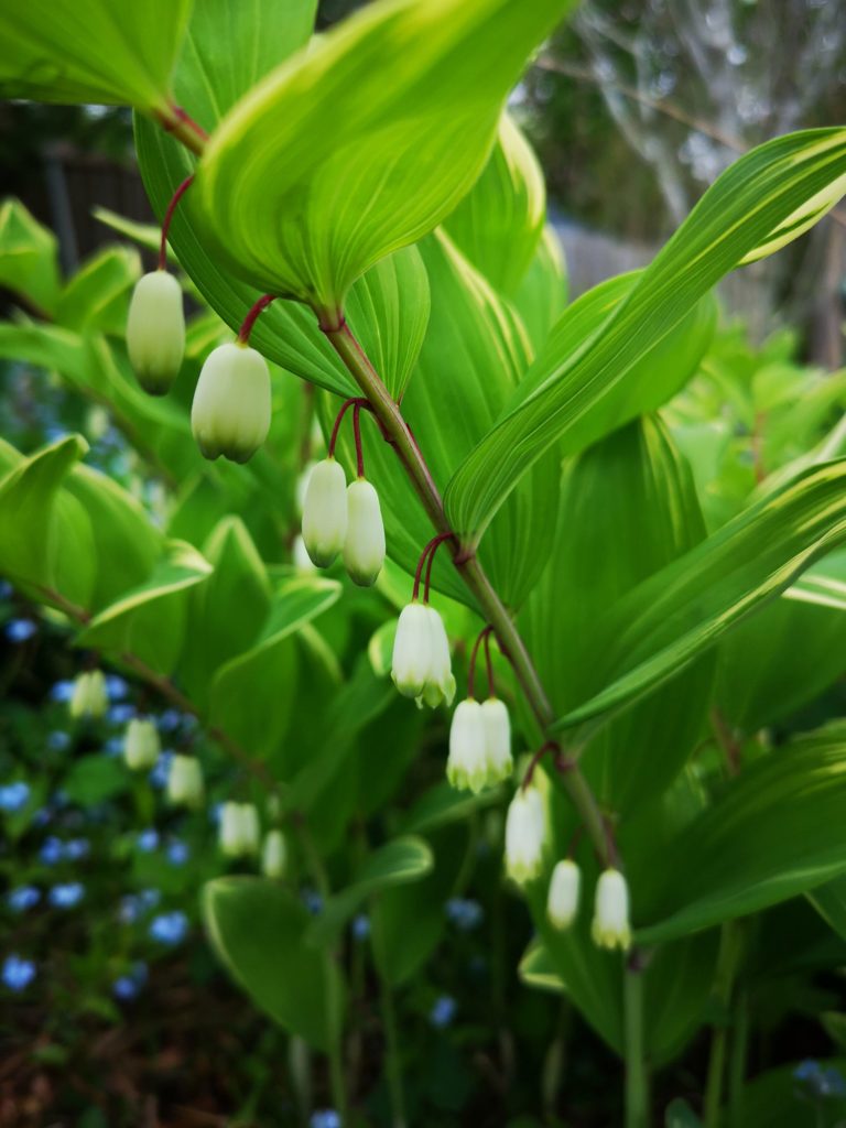 Solomon's Seal (Polygonatum odoratum)