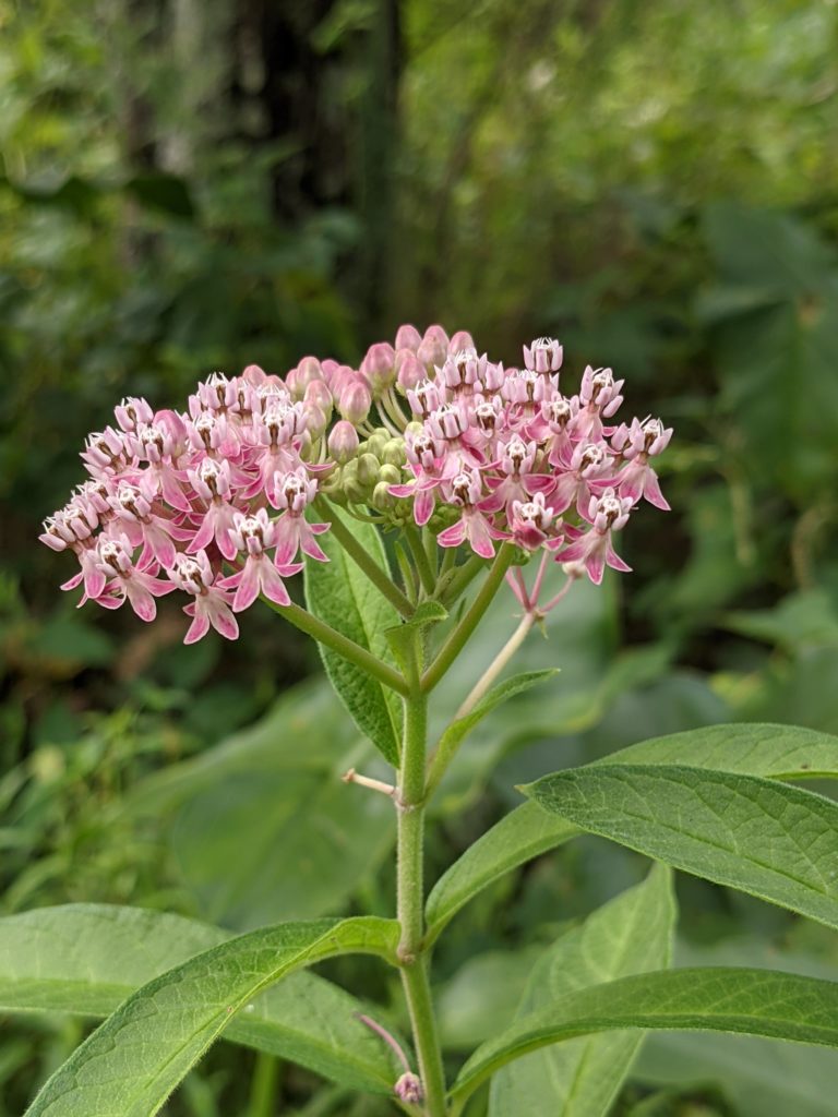 20 Poisonous Plants In Minnesota ProGardenTips