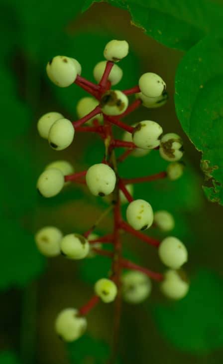 White Baneberry Actaea pachypoda