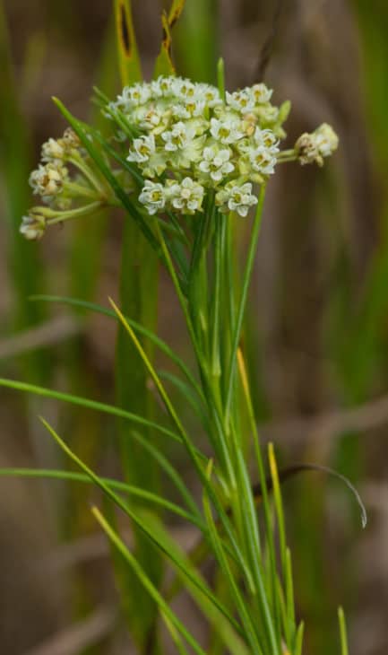 Whorled Milkweed Asclepias verticillata