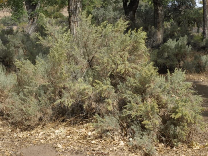 big sagebrush Artemisia tridentata