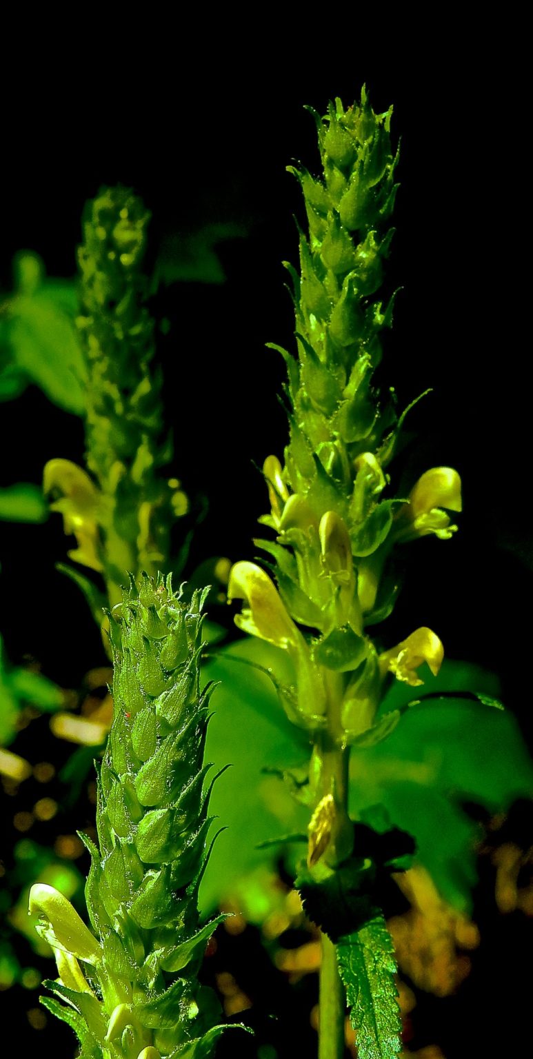 22 Poisonous Plants in Montana ProGardenTips