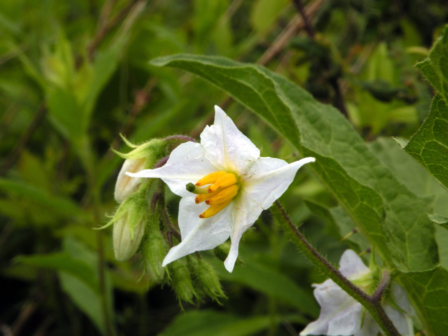22 Poisonous Plants in Montana ProGardenTips