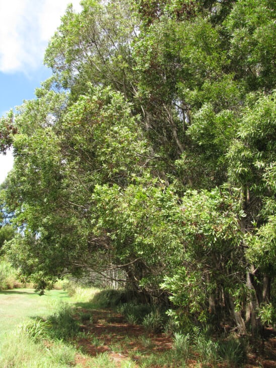Acacia melanoxylon Australian blackwood