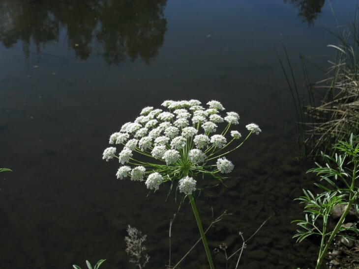 Ammi Majus