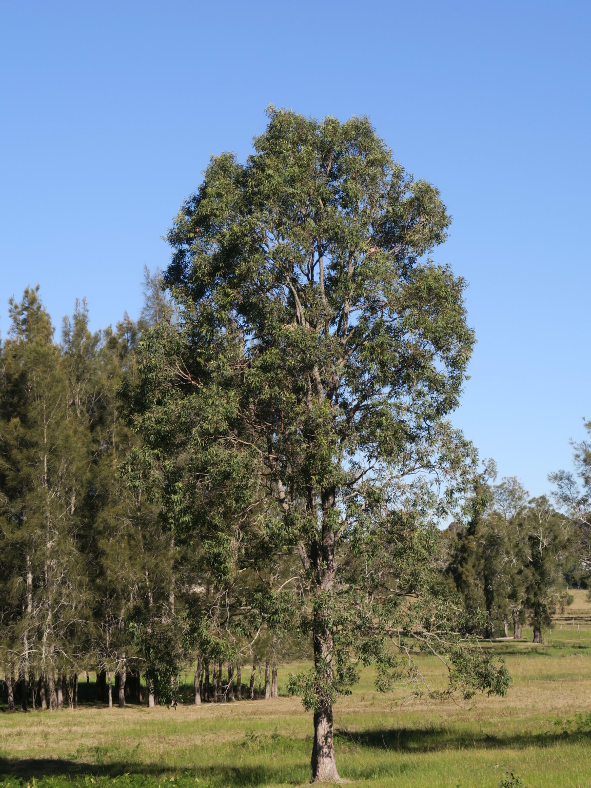 7 Plants That Look Like Eucalyptus - ProGardenTips