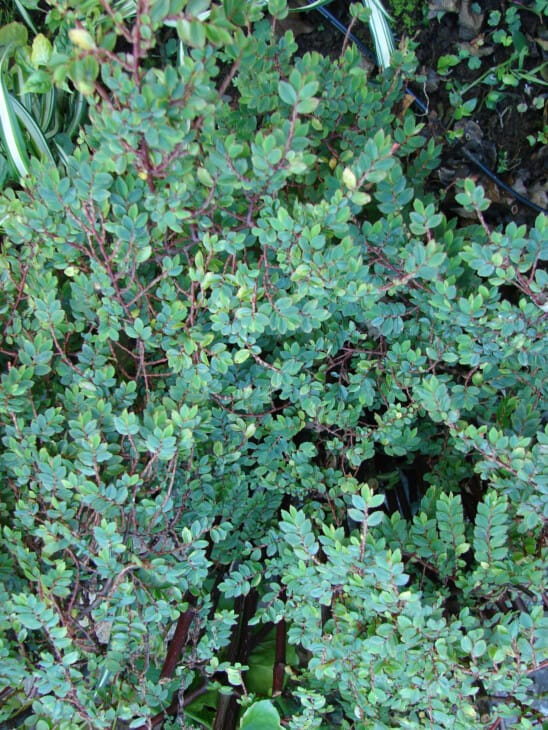 Begonia Pipinnatifida