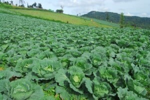Big Cabbage farm