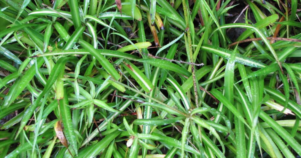 Chlorophytum comosum