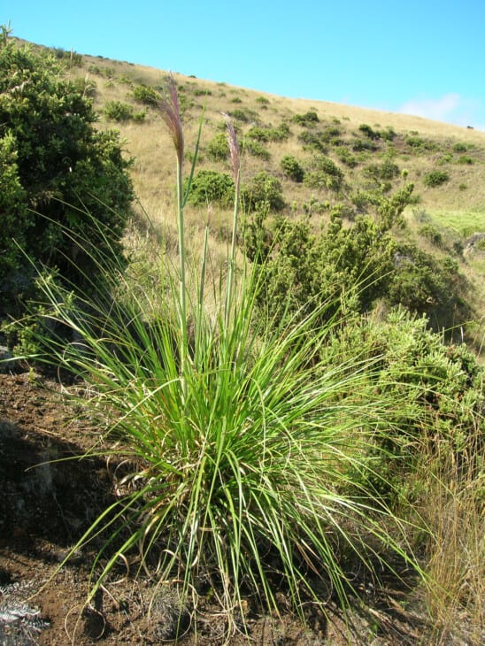 Cortaderia jubata Pampas grass