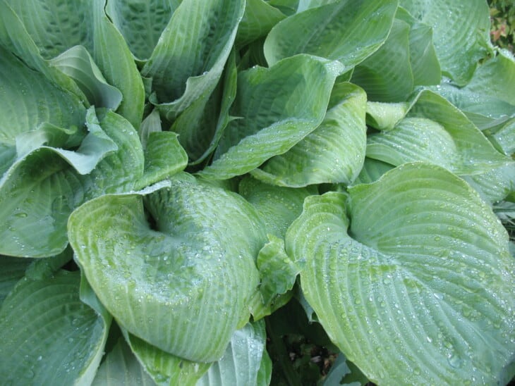 Elephant Ear Hosta