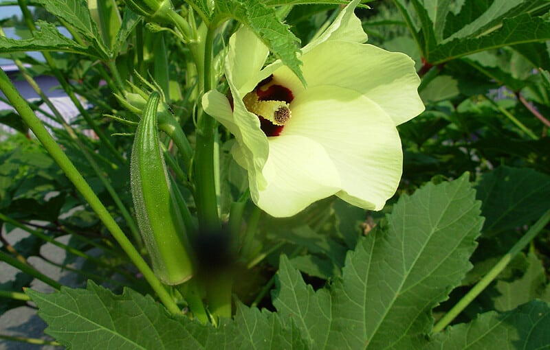Flower and fruit of okra