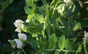 Green Pea Plants With White Flowers